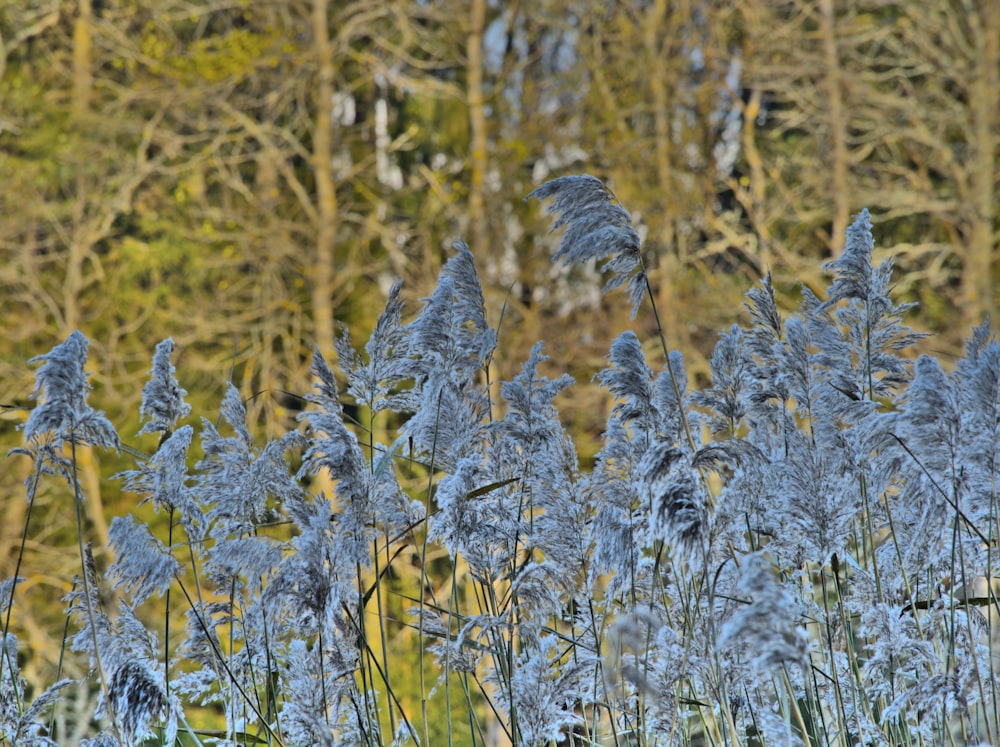 a bunch of blue flowers in front of some trees