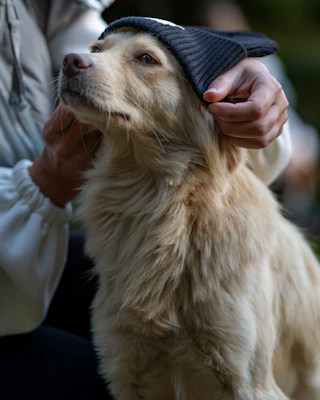 A happy pet owner adjusting a custom-made hoodie on their medium-sized dog outdoors.