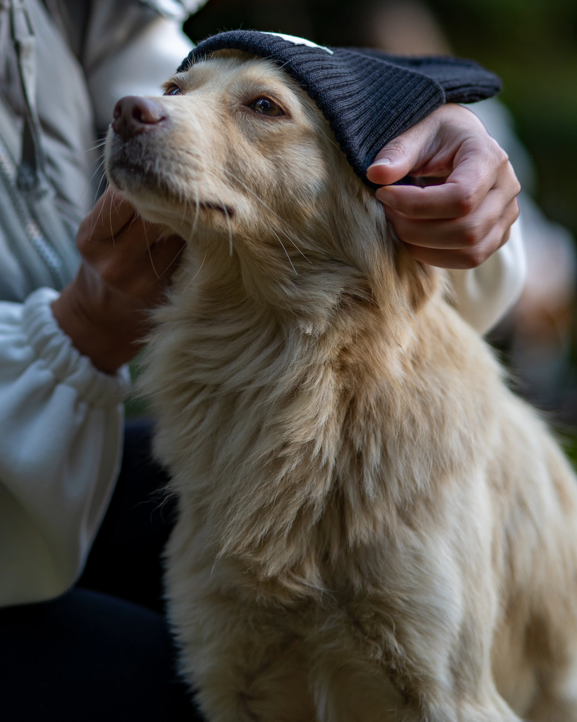 A joyful pet parent gently adjusting a bright, custom-fitted jacket on their playful dog at home.