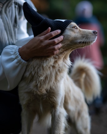A fluffy light-colored dog is wearing a black knitted hat, gently adjusted by a person with a white sleeve. The dog's eyes are focused on something in the distance, creating a calm and serene atmosphere. The background is blurred, with hints of greenery and a person in a pink and blue outfit.