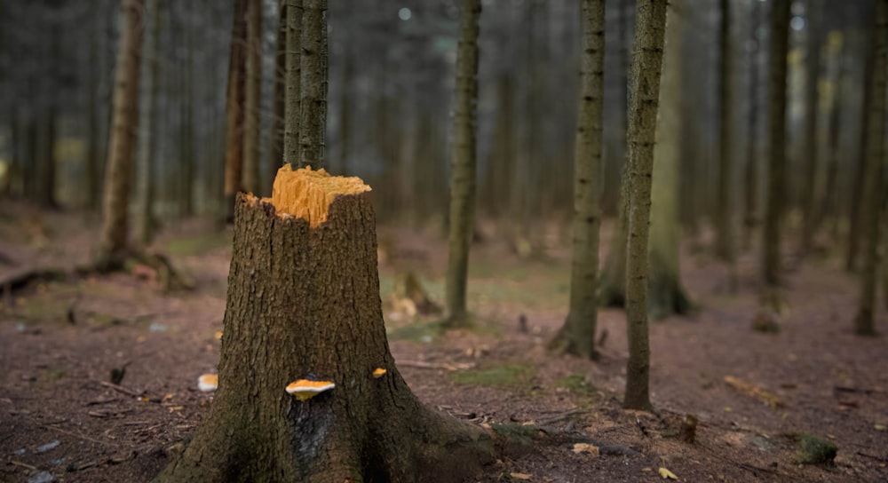 a group of trees that are in the woods