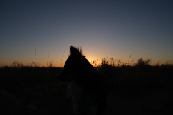 A silhouette of a beagle against a vast Texas sunset, the sky painted in deep gold and amber hues.