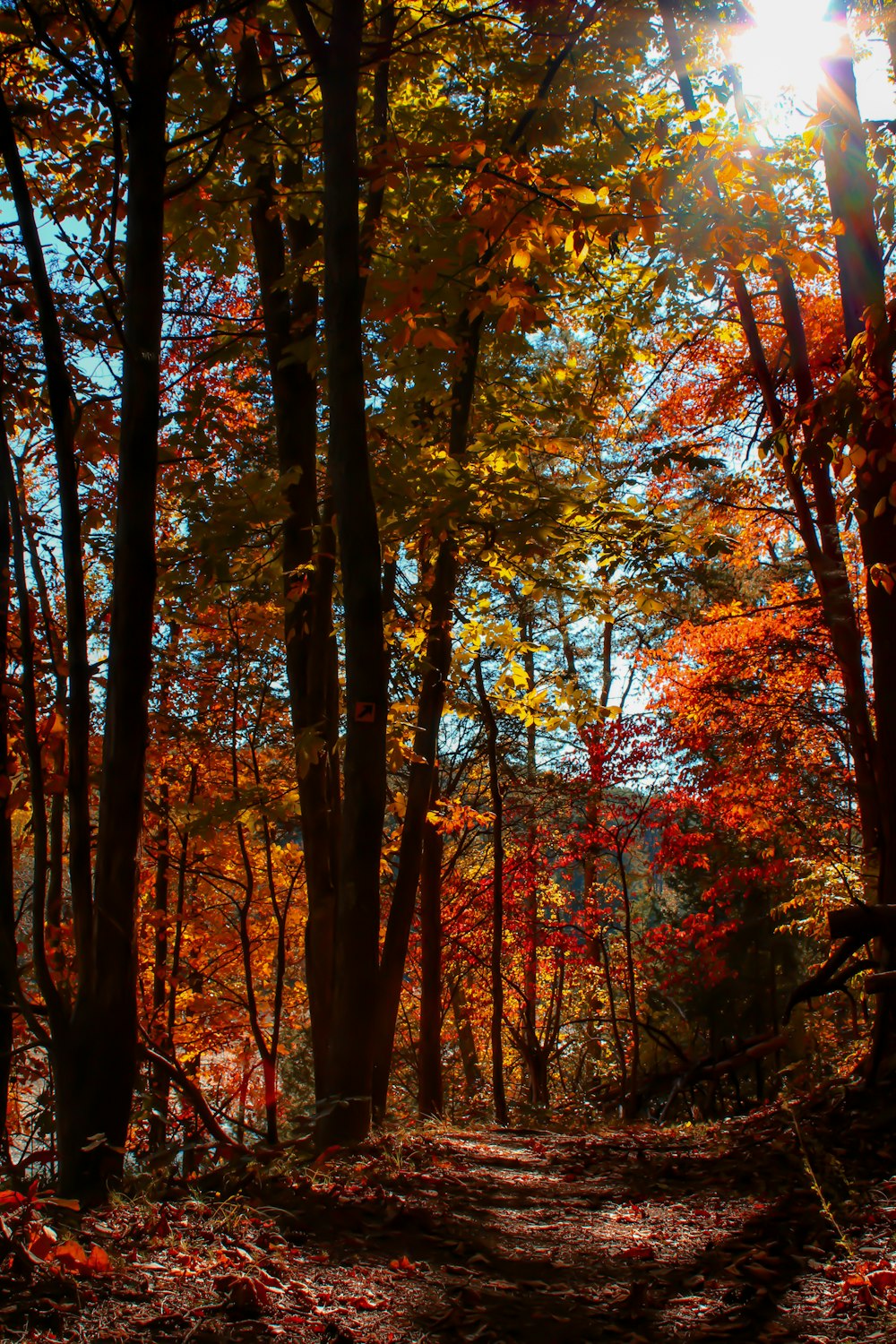 the sun shines through the trees in the woods