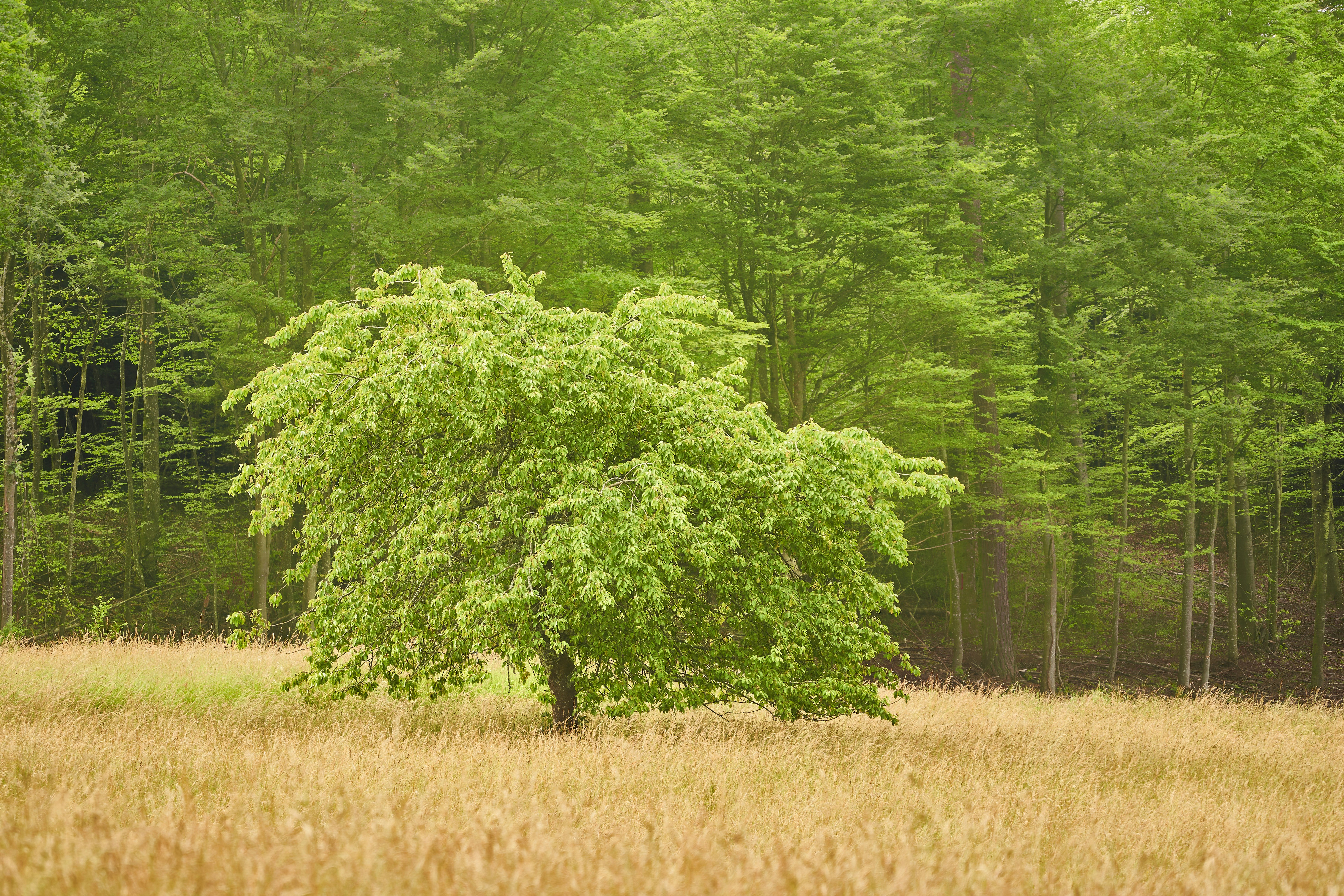 Photo by wolfgang_hasselmann