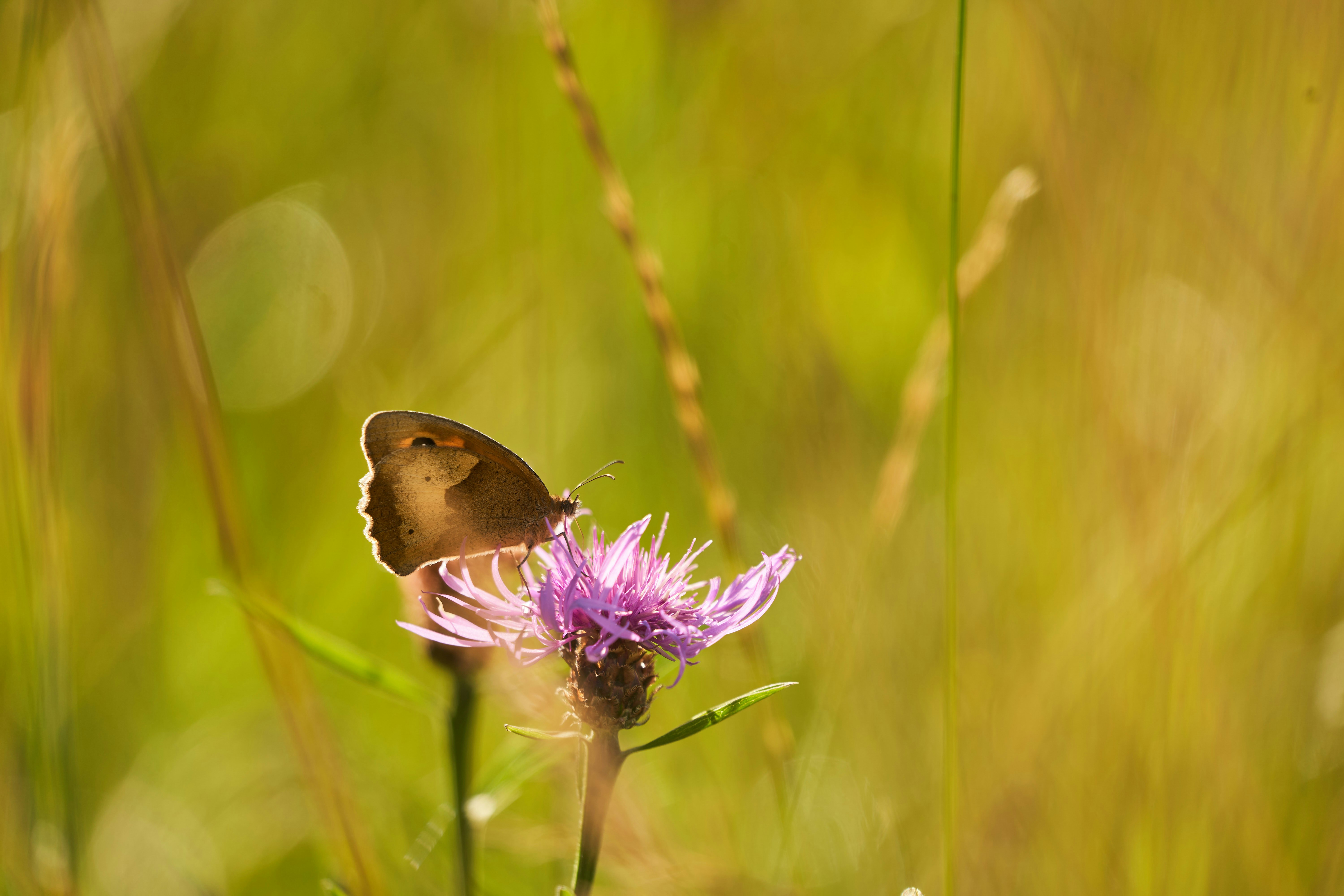 Photo by wolfgang_hasselmann