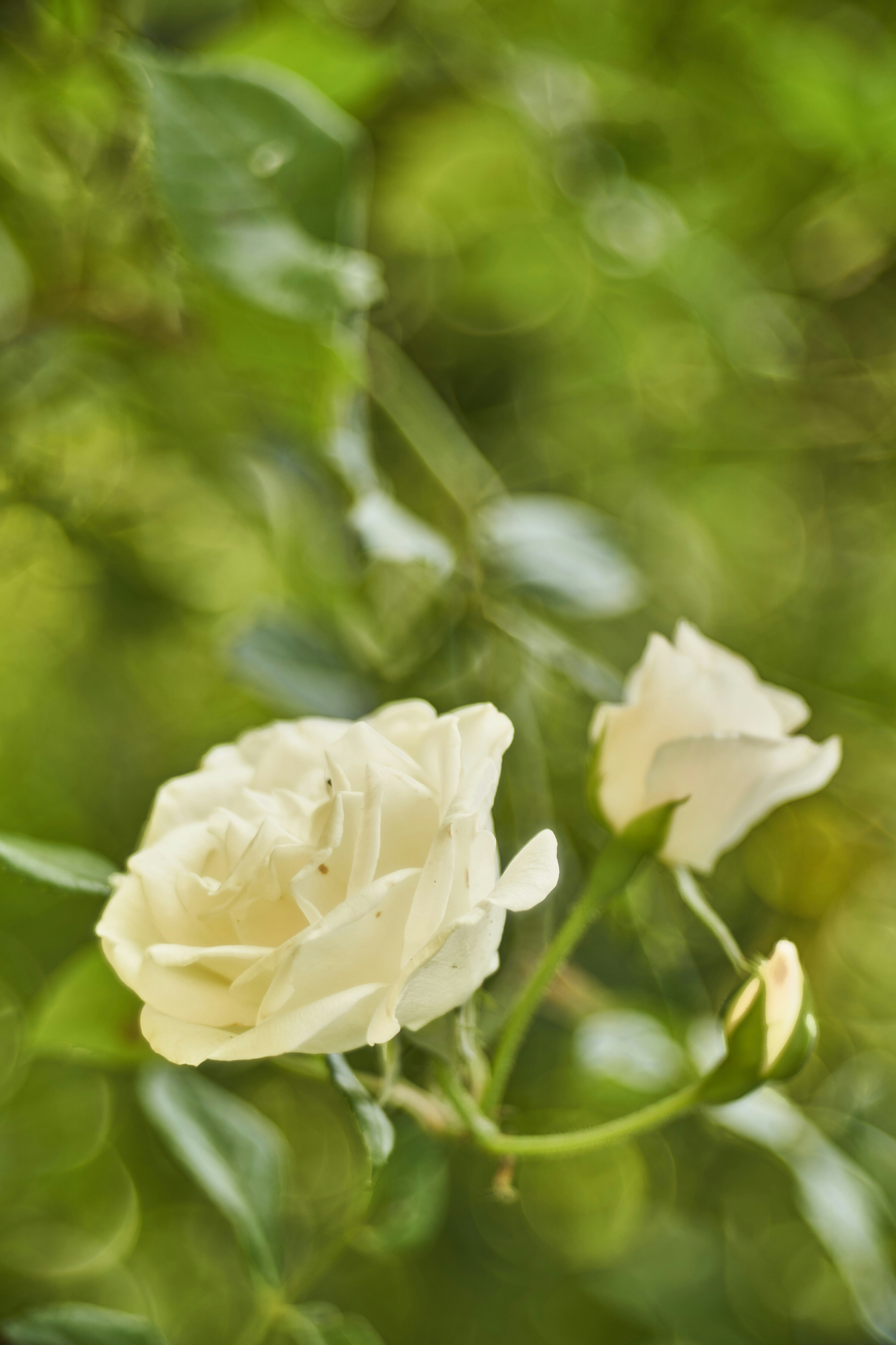 Photo by wolfgang_hasselmann