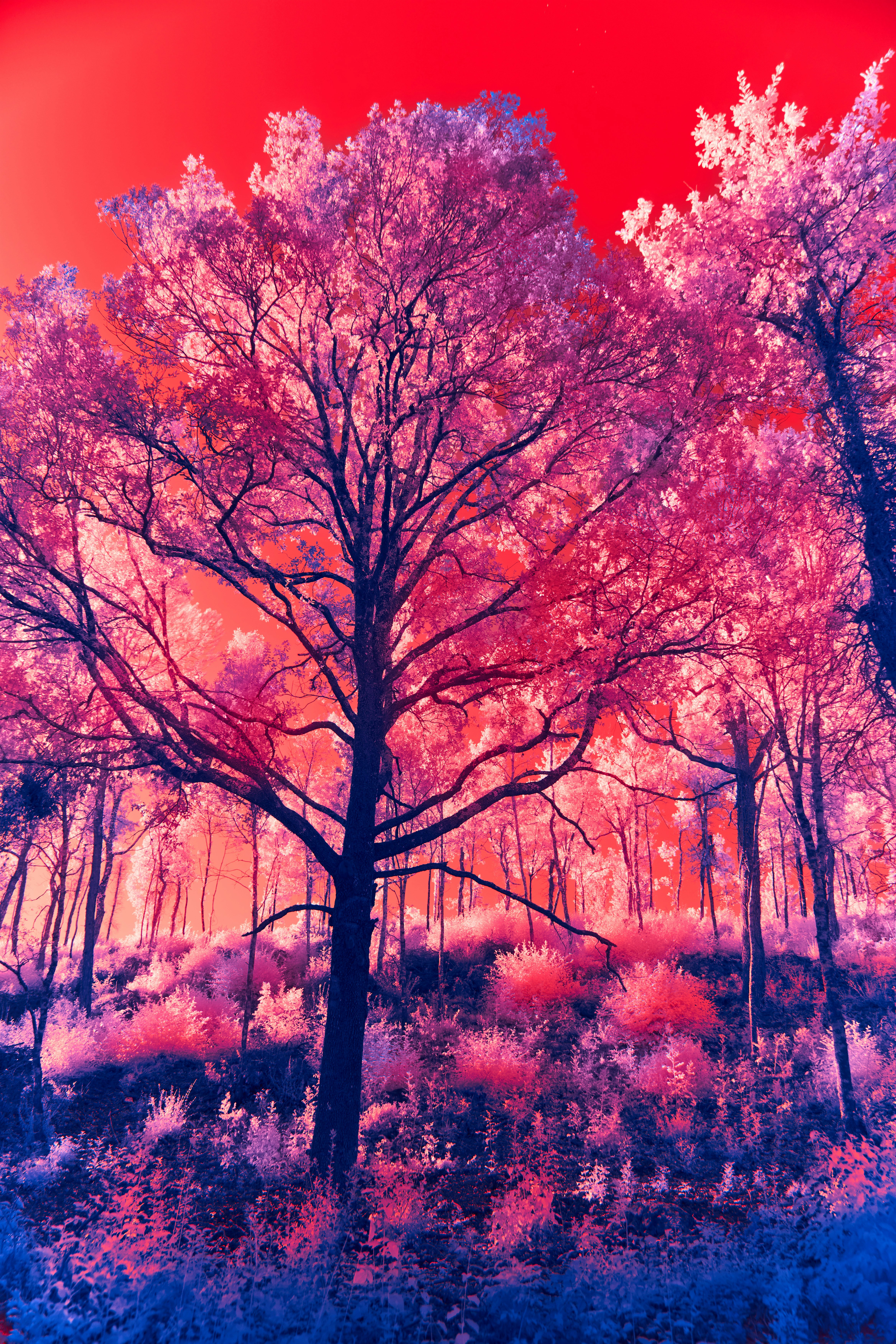 Photo by wolfgang_hasselmann