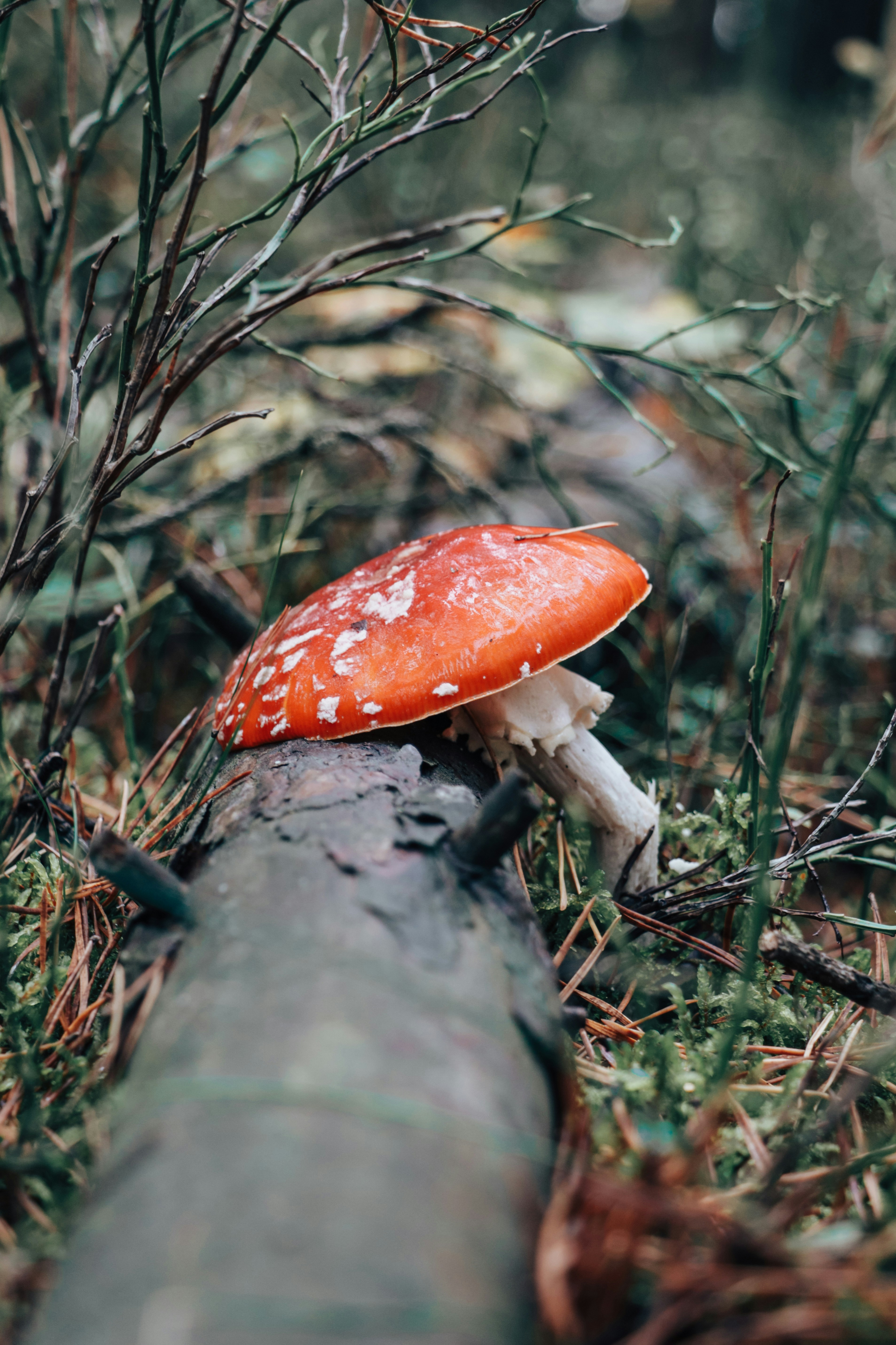 Isabelle Suire Saumur Rosé Sec | Français