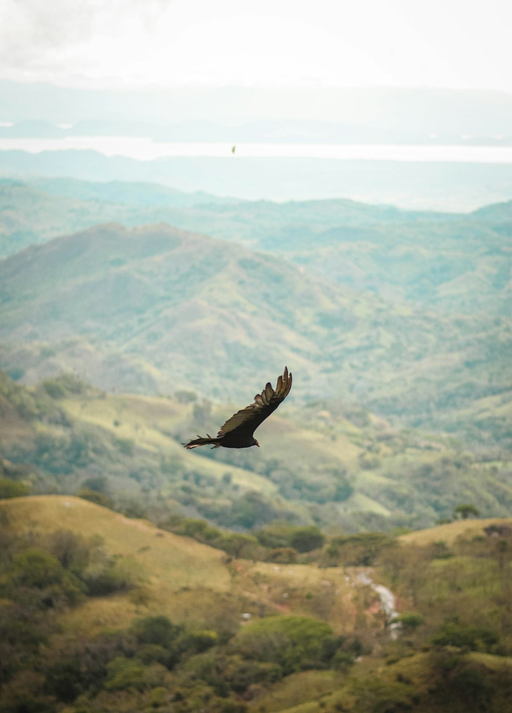 a large bird flying over a lush green hillside