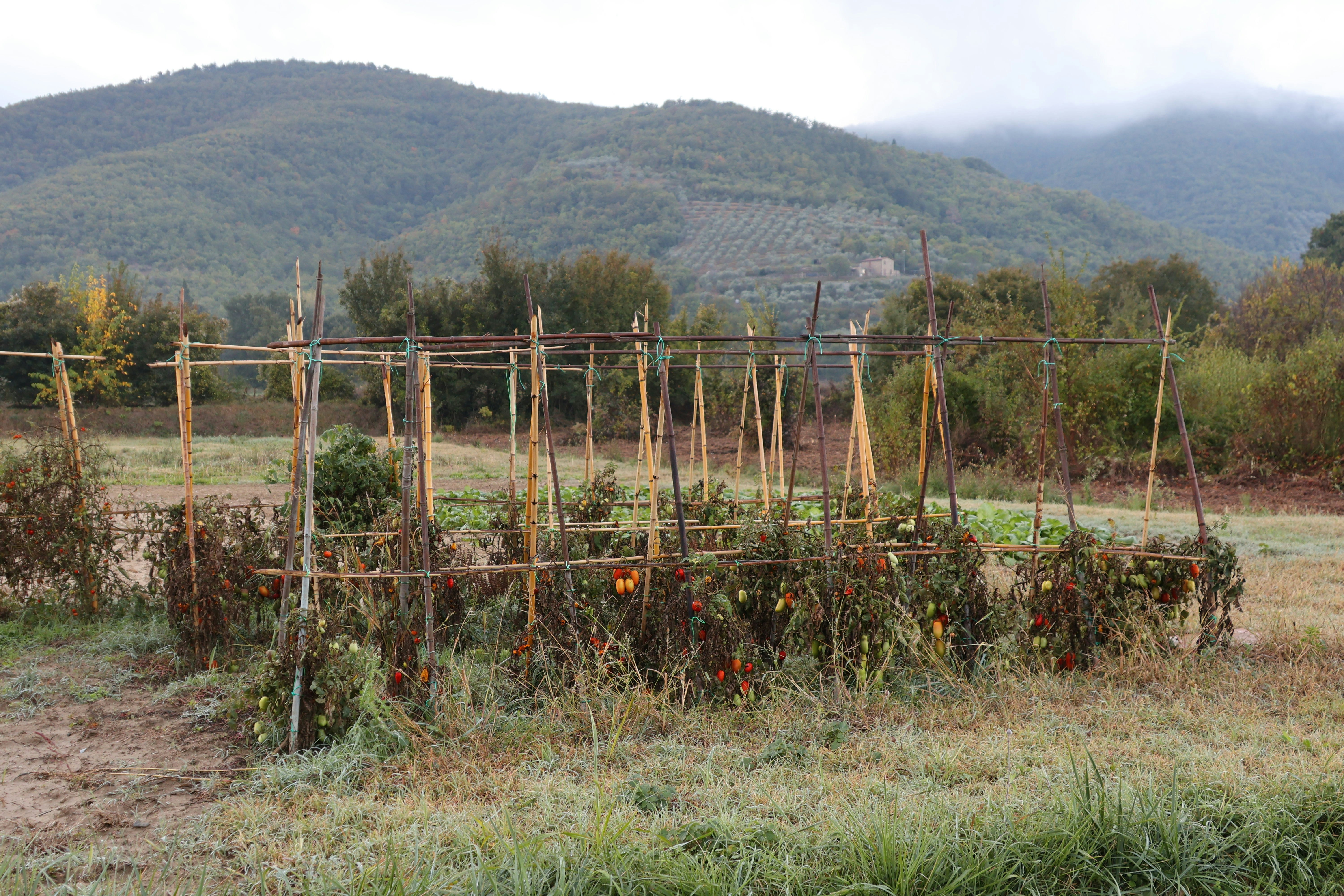 a bunch of plants that are in a field | Houfy — Book Direct