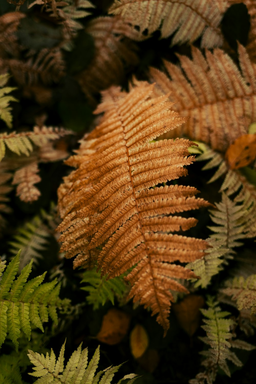 a close up of a plant with lots of leaves