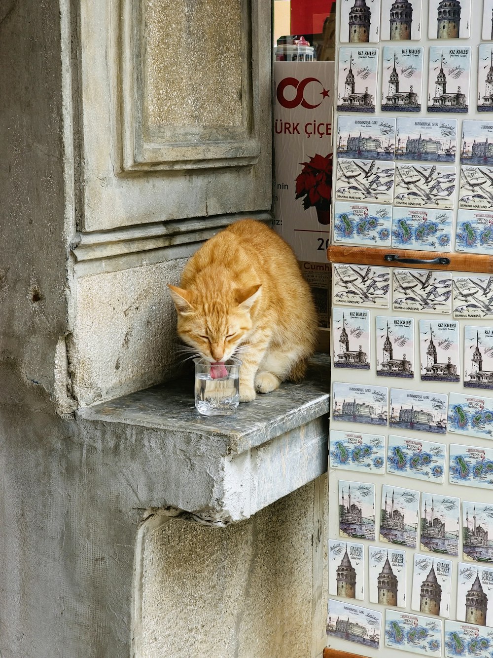 a cat sitting on a ledge drinking from a cup
