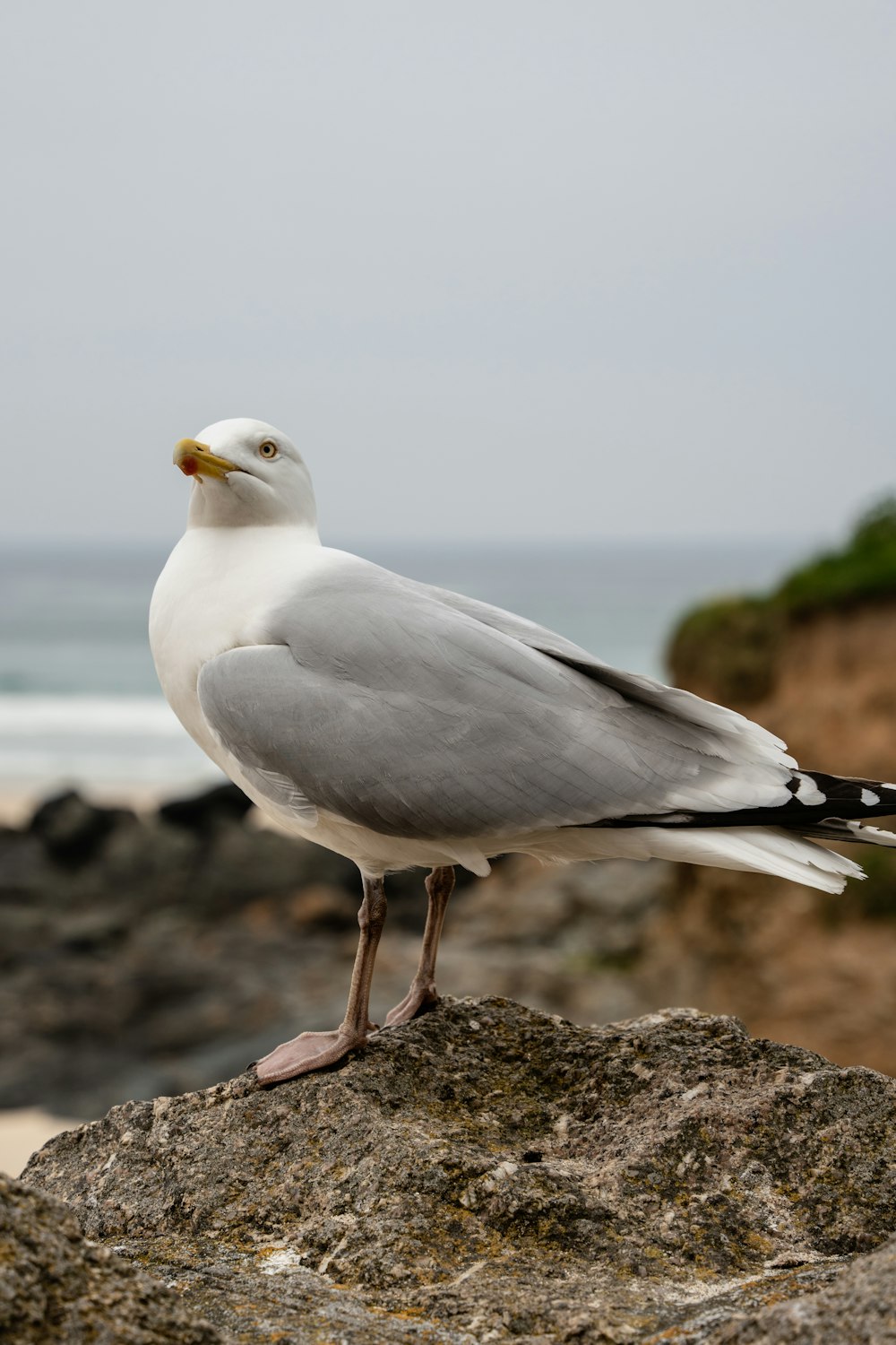 uma gaivota em pé sobre uma rocha perto do oceano