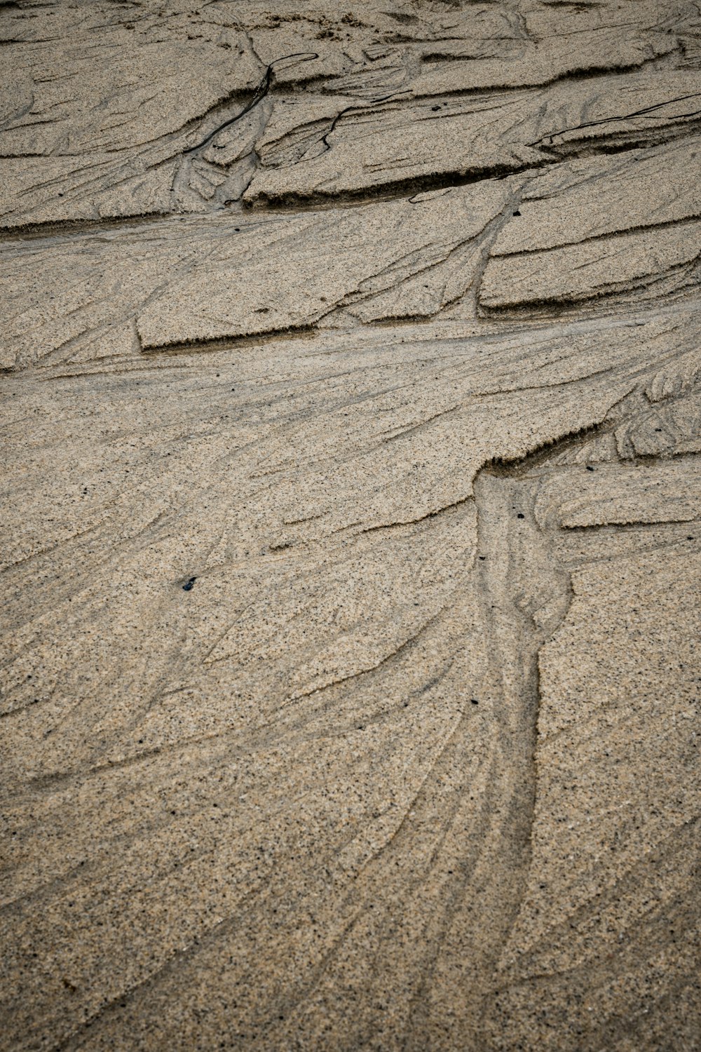 a bird standing on top of a sandy beach