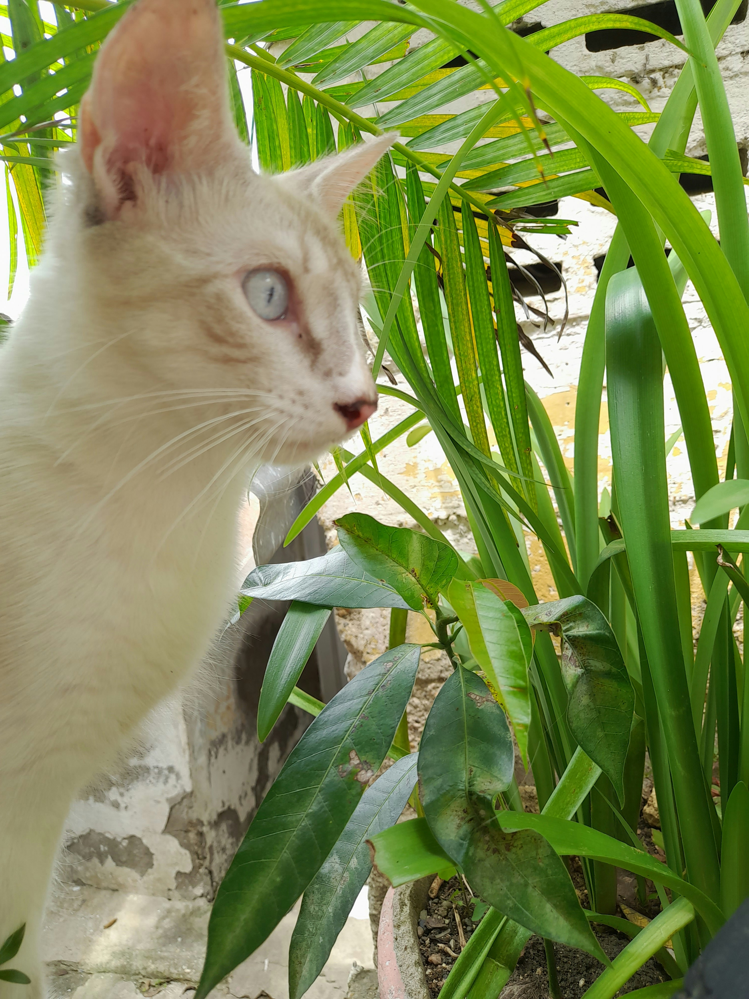A curious white cat with striking blue eyes exploring a garden patch.