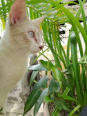 A curious white cat with striking blue eyes exploring a garden patch.