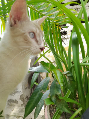 A curious white cat with striking blue eyes exploring a garden patch.