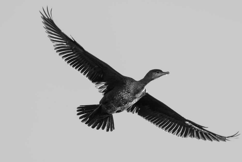 a black and white photo of a bird in flight