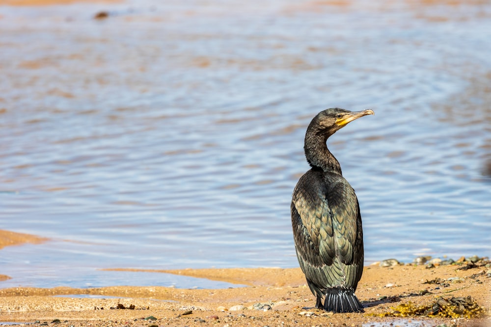 a bird standing on a beach next to a body of water