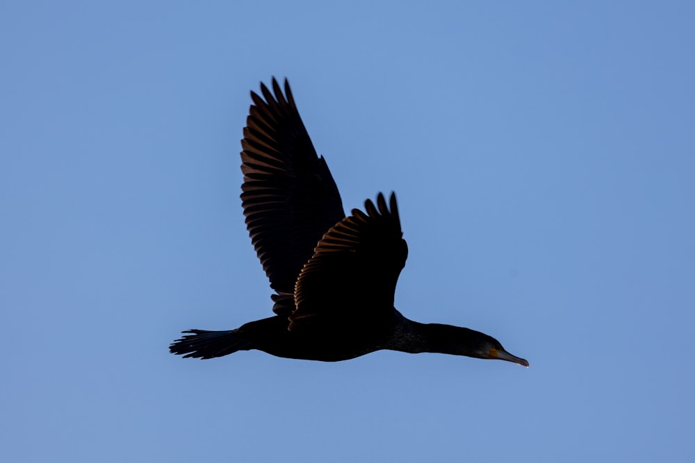 un gran pájaro volando a través de un cielo azul