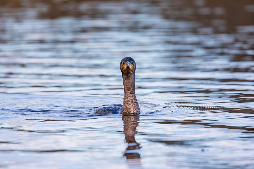 a duck swimming in the water with its head above the water's surface