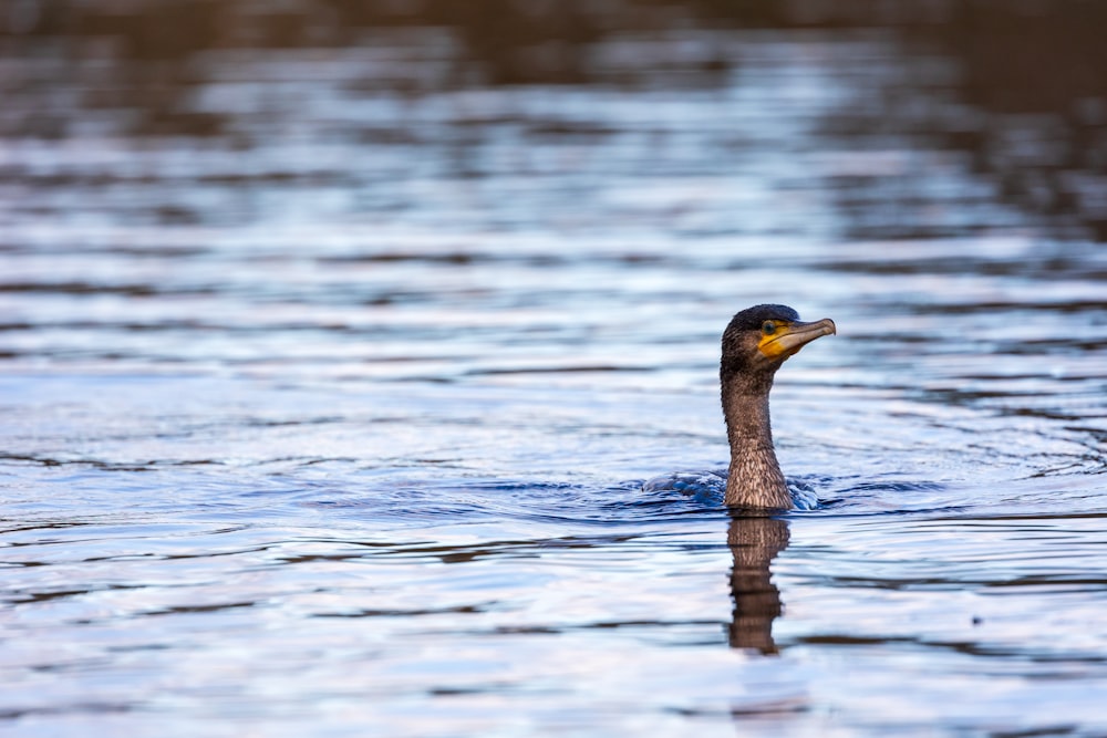 a duck is swimming in the water