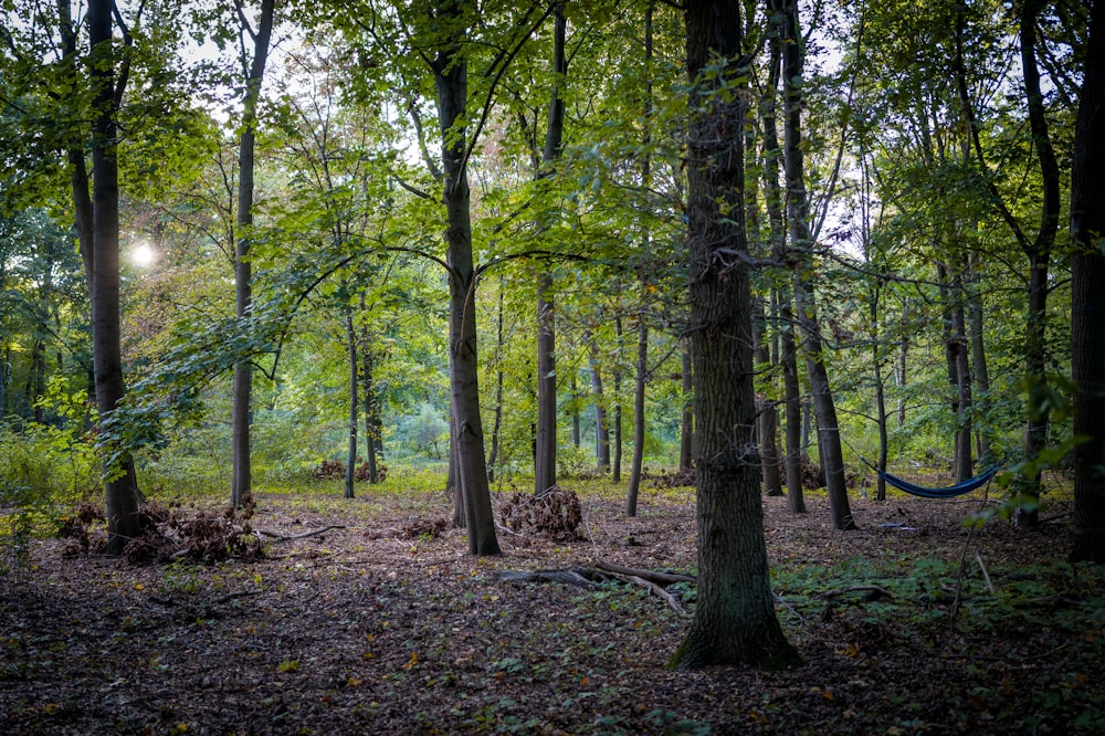 a forest filled with lots of trees and a hammock