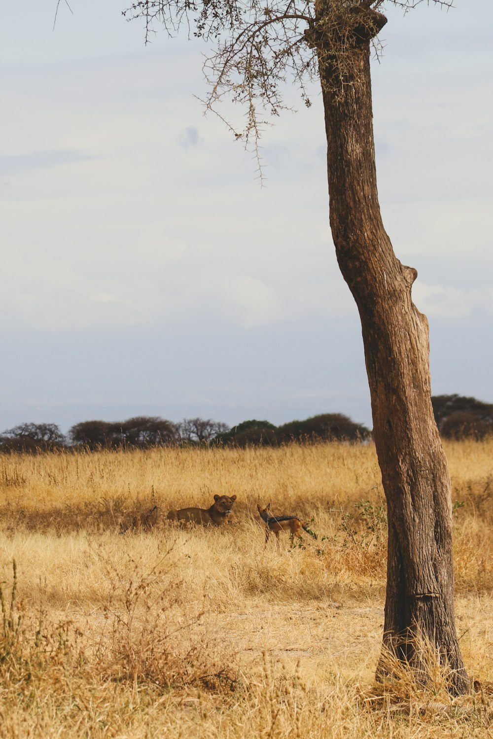 a giraffe standing next to a tree on a dry grass field