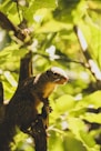 a squirrel is sitting on a tree branch
