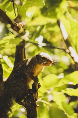 a squirrel is sitting on a tree branch