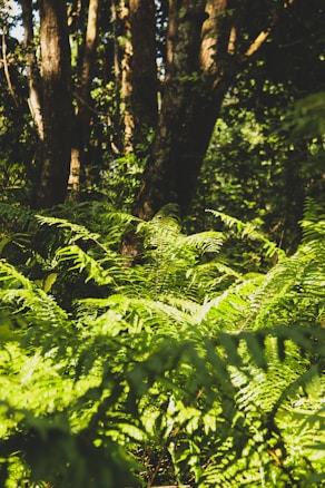 Sunlight filters through a dense forest, illuminating vibrant green ferns in the foreground. Tall trees with textured bark create a backdrop of shadows and highlights, adding depth to the scene. The lush vegetation conveys a sense of vitality and natural beauty.