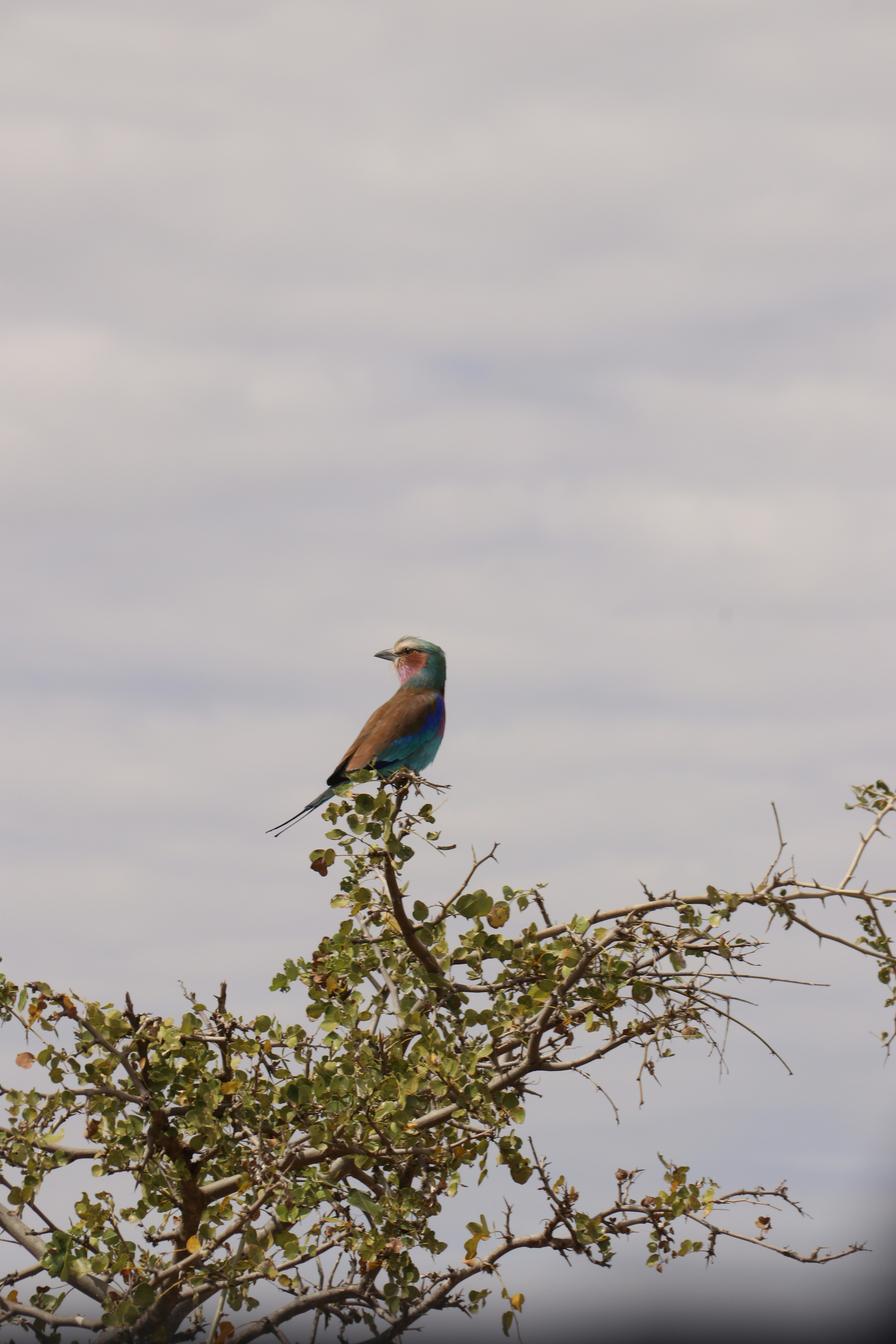 木の枝の上に座っている色とりどりの鳥の写真 – Unsplashの動物の無料画像