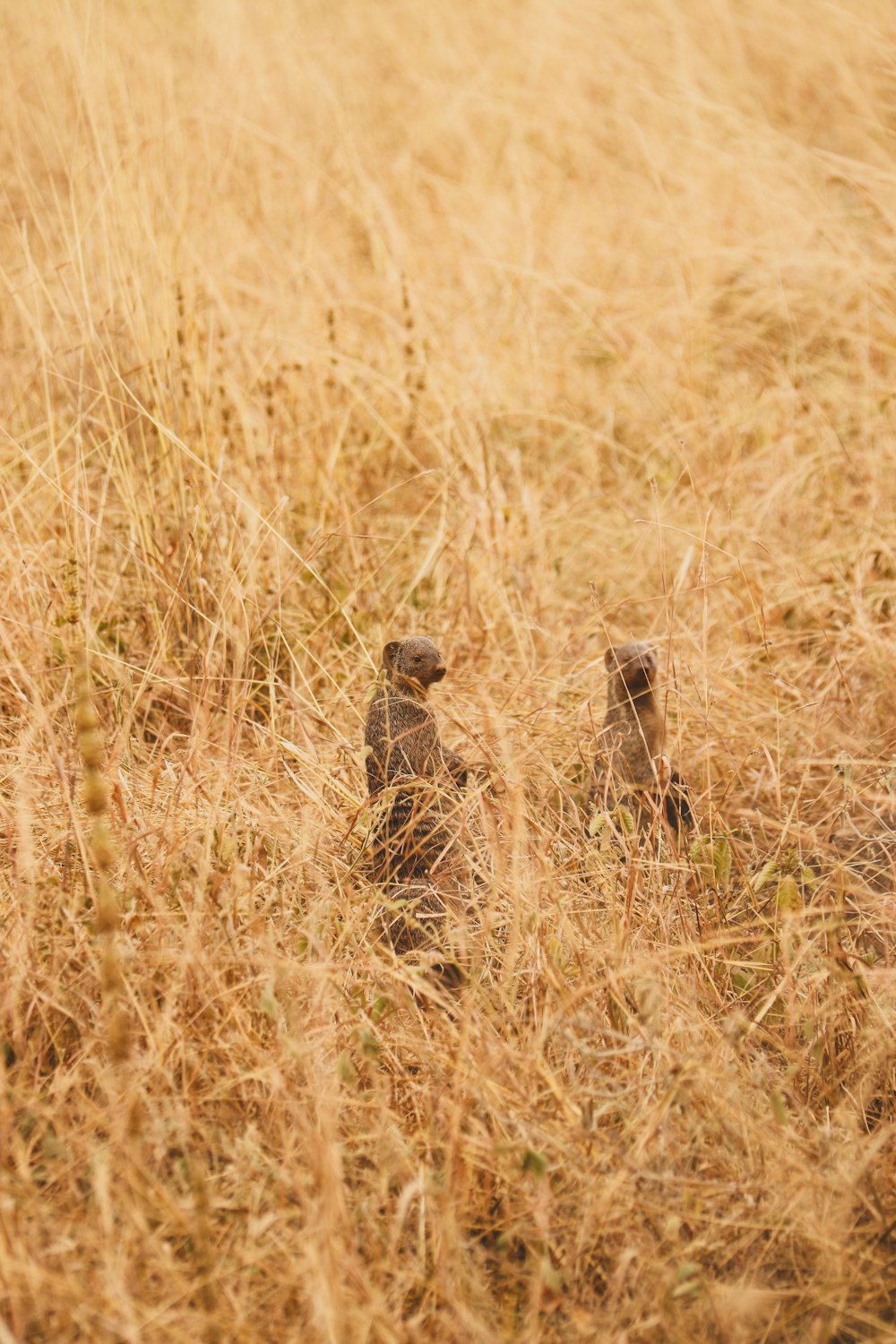 two birds standing in a field of tall grass
