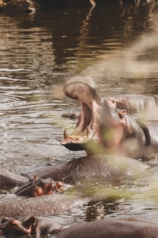 A group of hippos in a body of water, with one prominently displaying an open mouth showing its teeth. The water surface is calm with light reflections.
