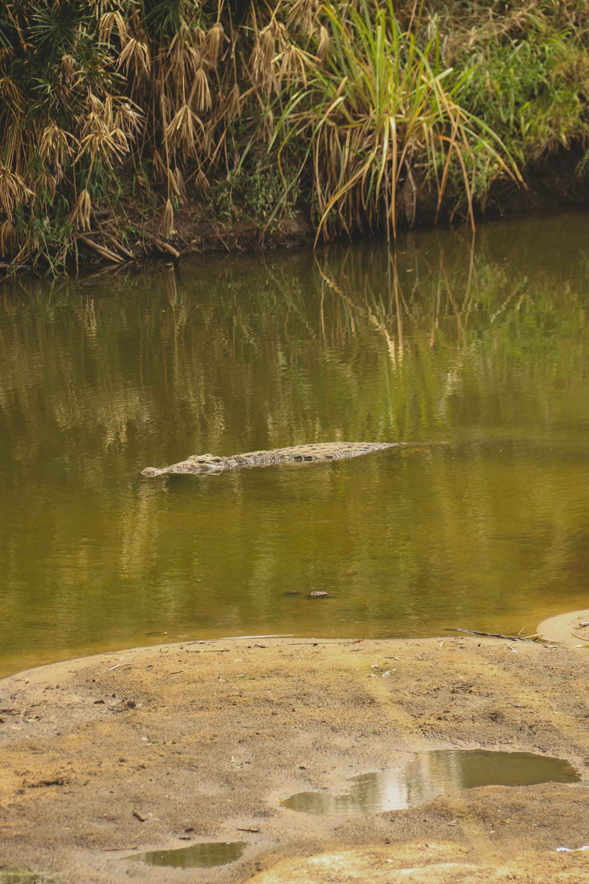 Close-up of a crocodile basking near a riverbank surrounded by lush green plants typical of the Gambian landscape.