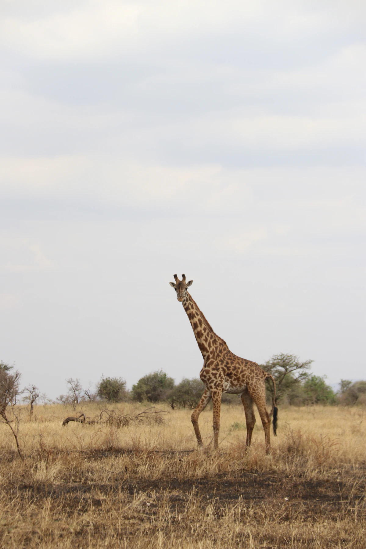 Soysambu · Rothschild's Giraffe — Kenya travel experience