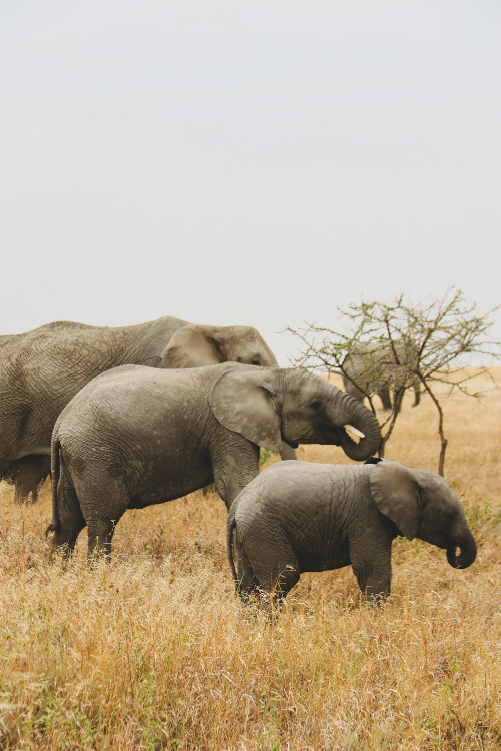 a herd of elephants walking across a dry grass field