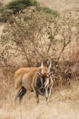 A large antelope with impressive spiraled horns stands amidst tall dry grass in a savannah landscape. The background features sparse vegetation and a bush with scattered green and brown leaves, indicative of a typical wildlife habitat.