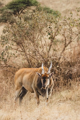 A large antelope with impressive spiraled horns stands amidst tall dry grass in a savannah landscape. The background features sparse vegetation and a bush with scattered green and brown leaves, indicative of a typical wildlife habitat.