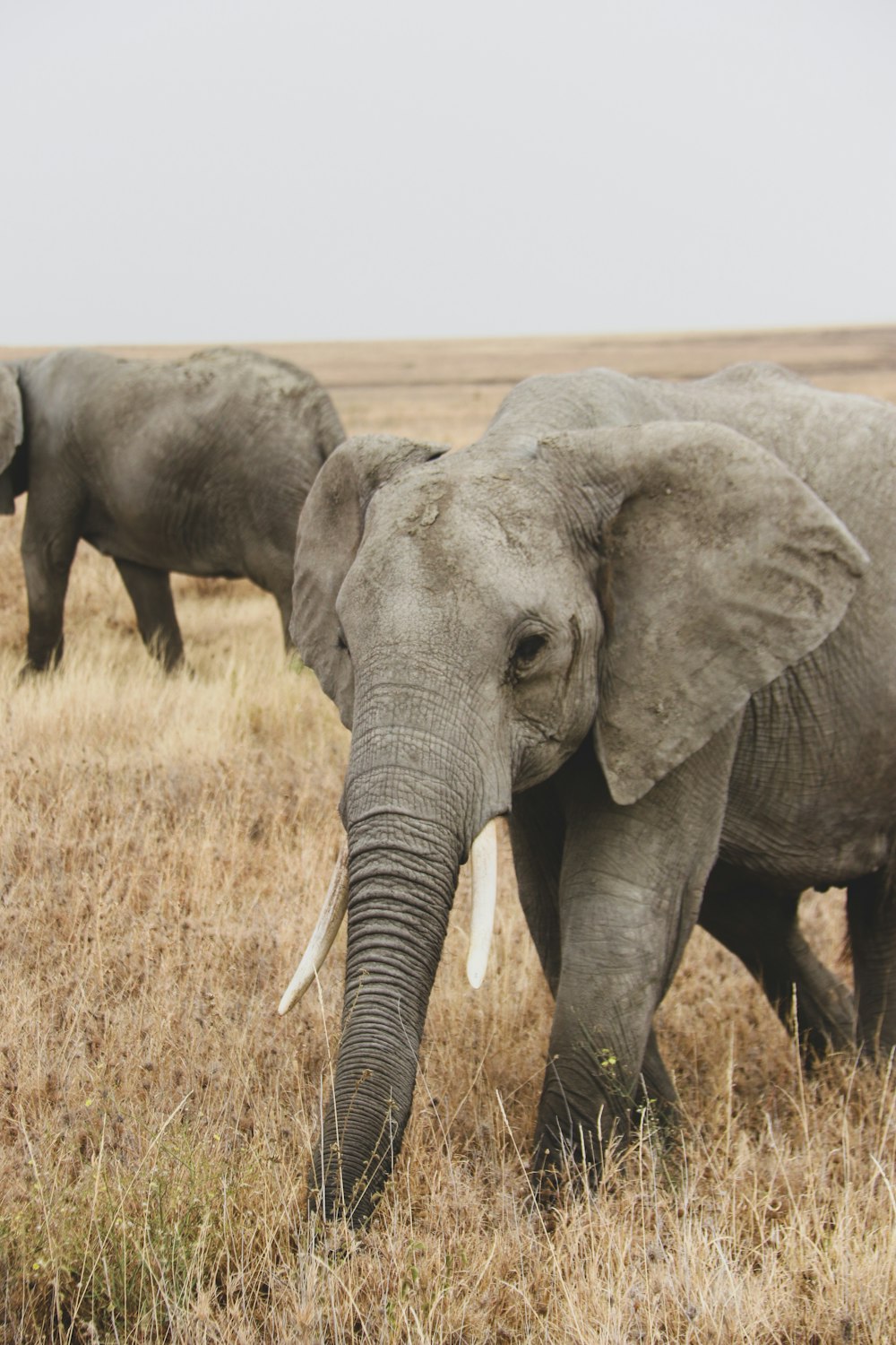 a couple of elephants walking across a dry grass field