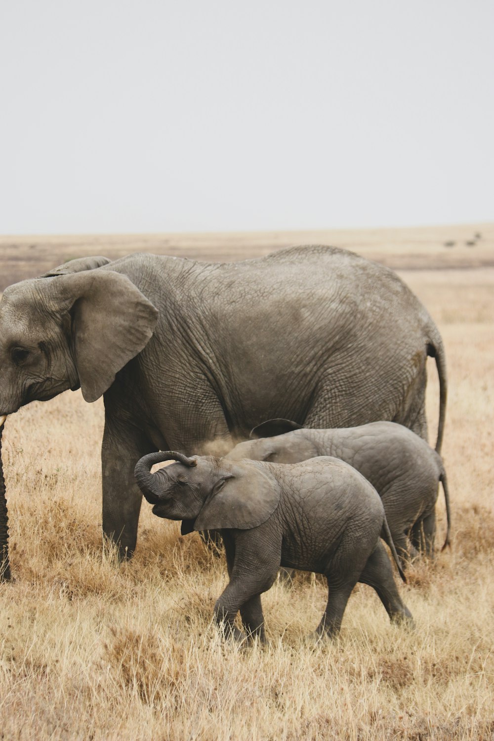 a group of elephants walking across a dry grass field