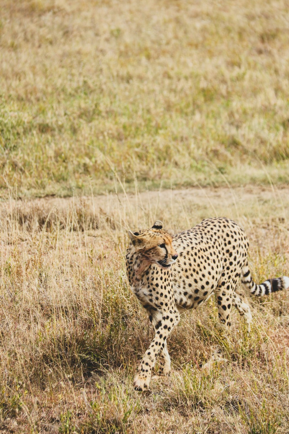 a cheetah walking through a dry grass field