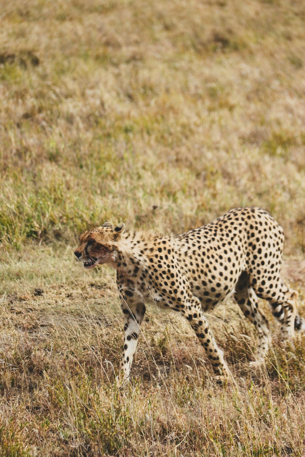 a cheetah walking across a dry grass covered field