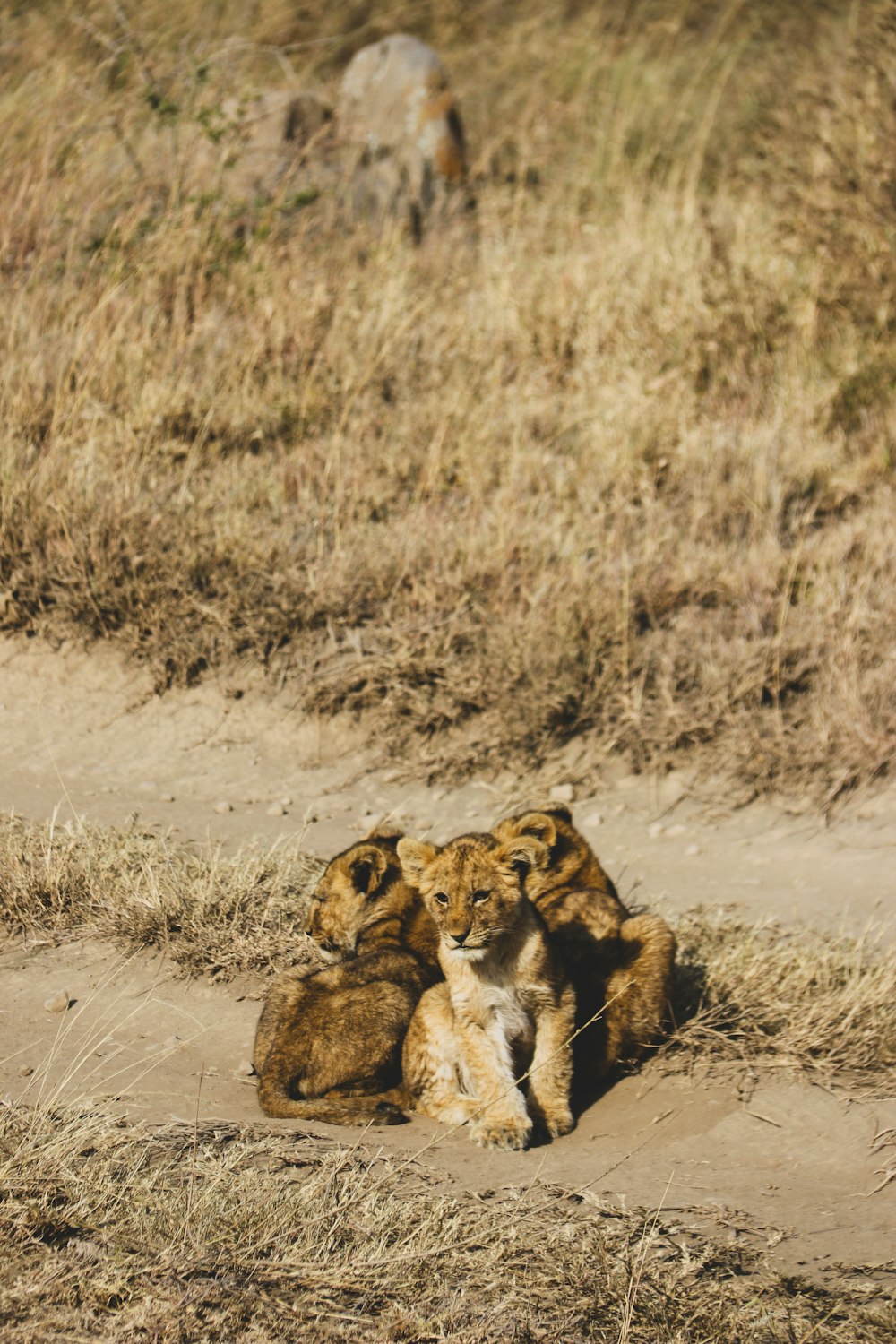 a couple of animals that are laying down in the dirt