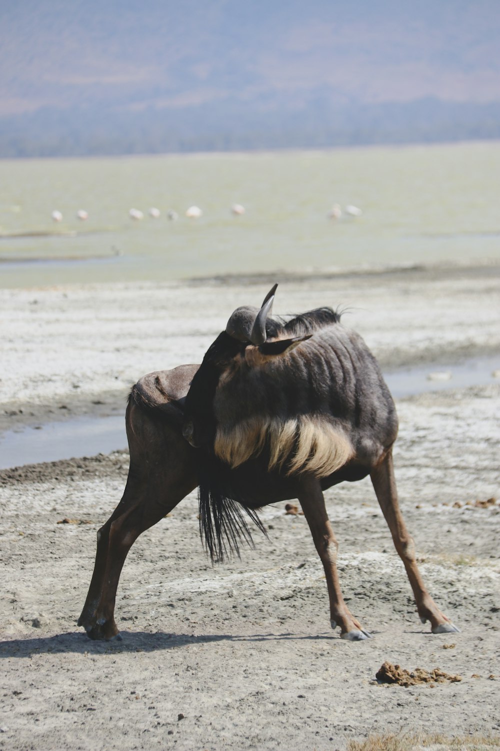 a large animal standing on top of a sandy beach