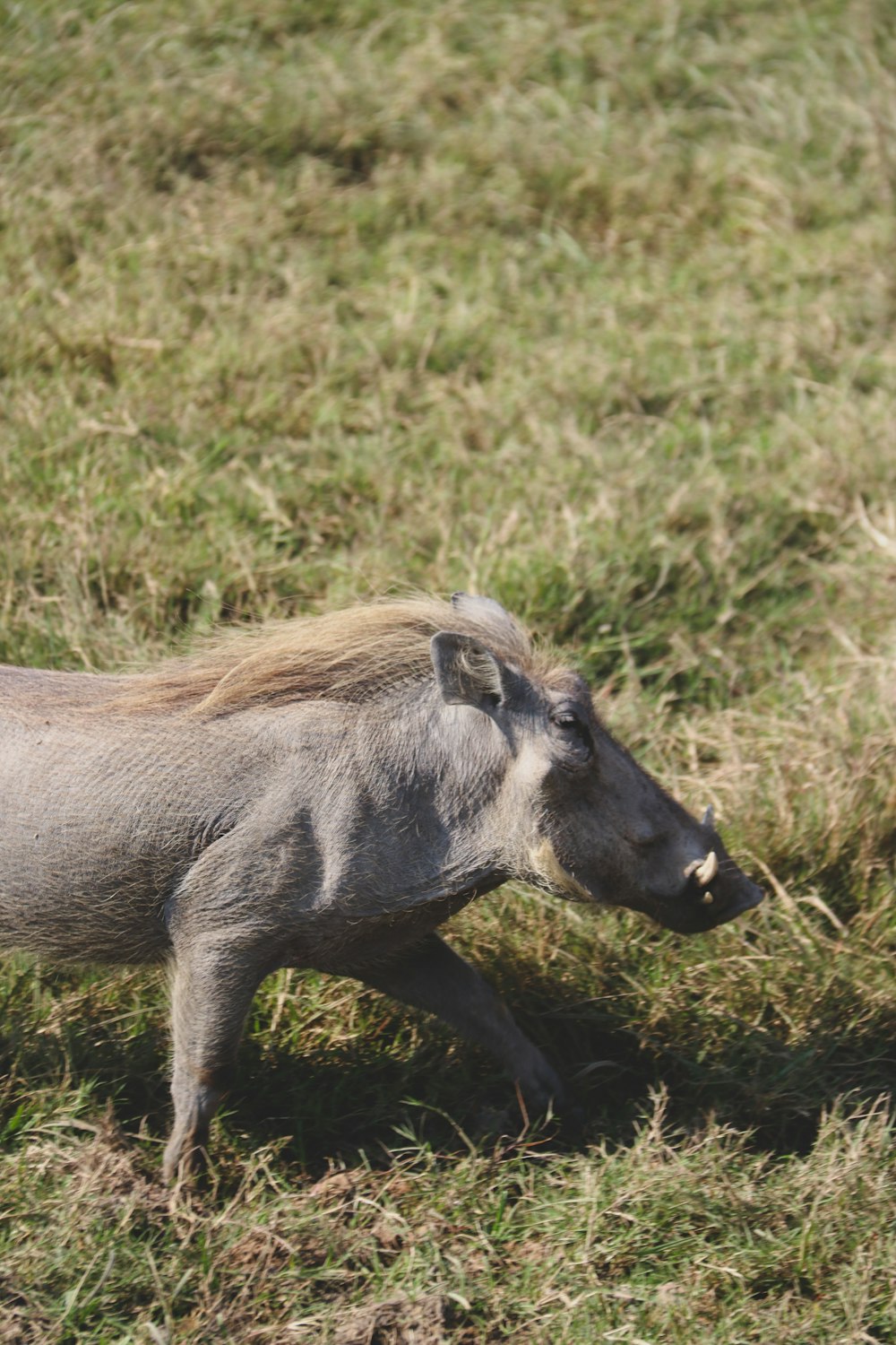 a baby warthog walking in a grassy field