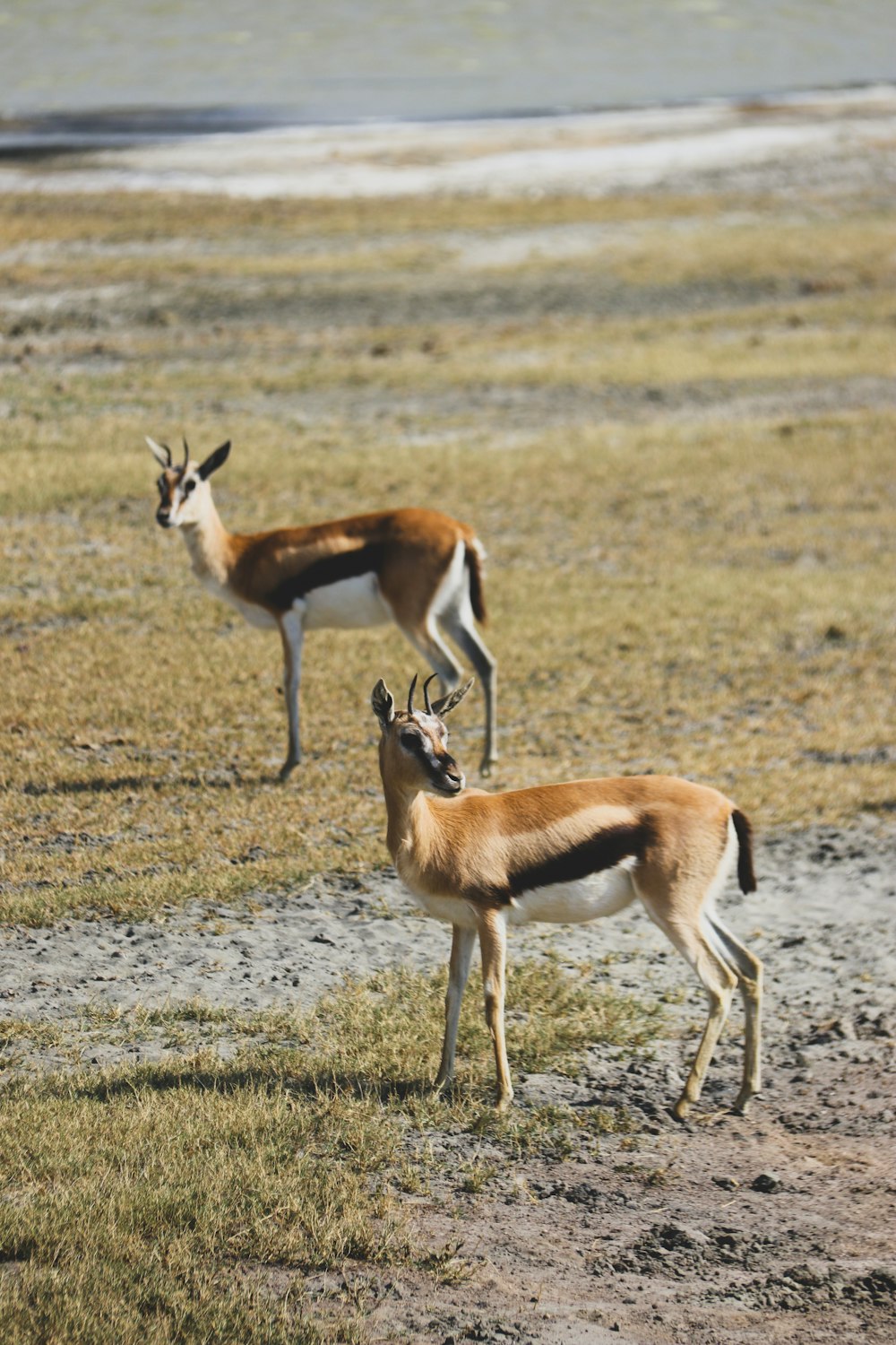 two antelope standing in a grassy field next to a body of water