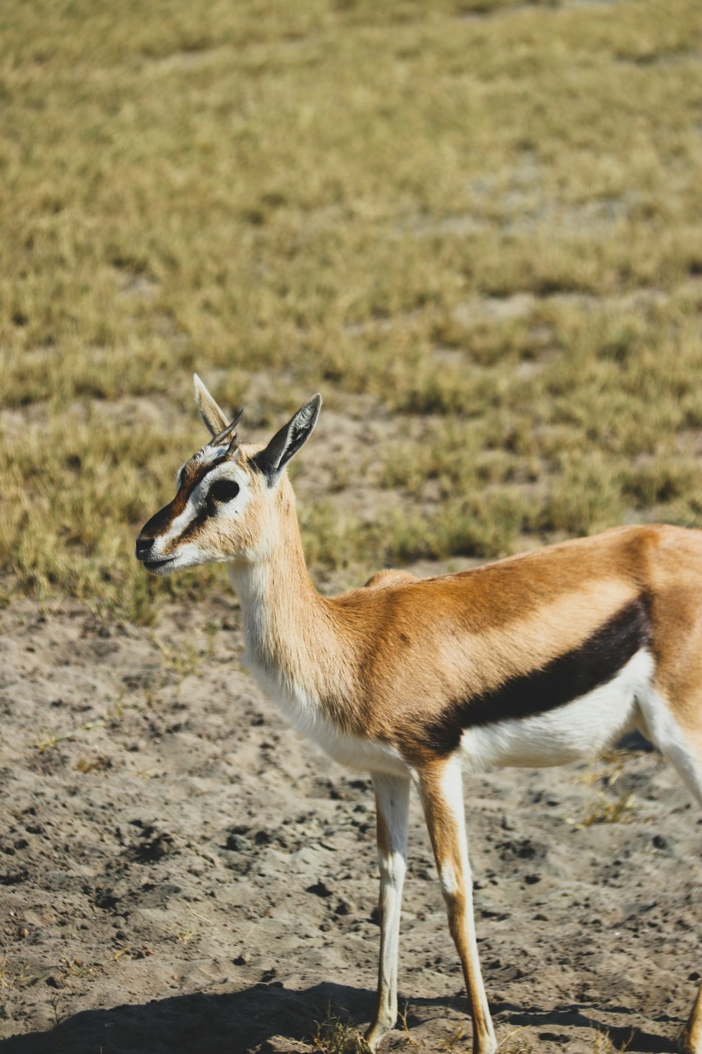 a small antelope standing in the middle of a field