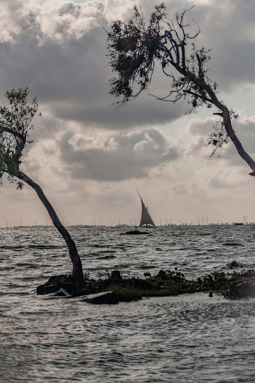 a sailboat is in the water near a tree