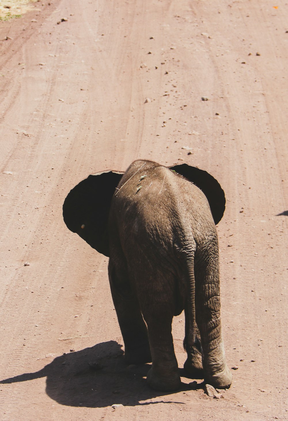 a baby elephant walking across a dirt road